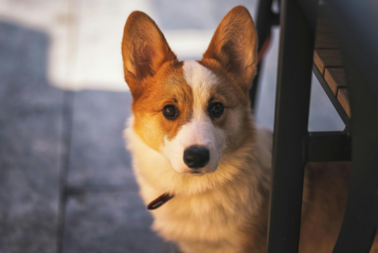 Caring For Your Corgi