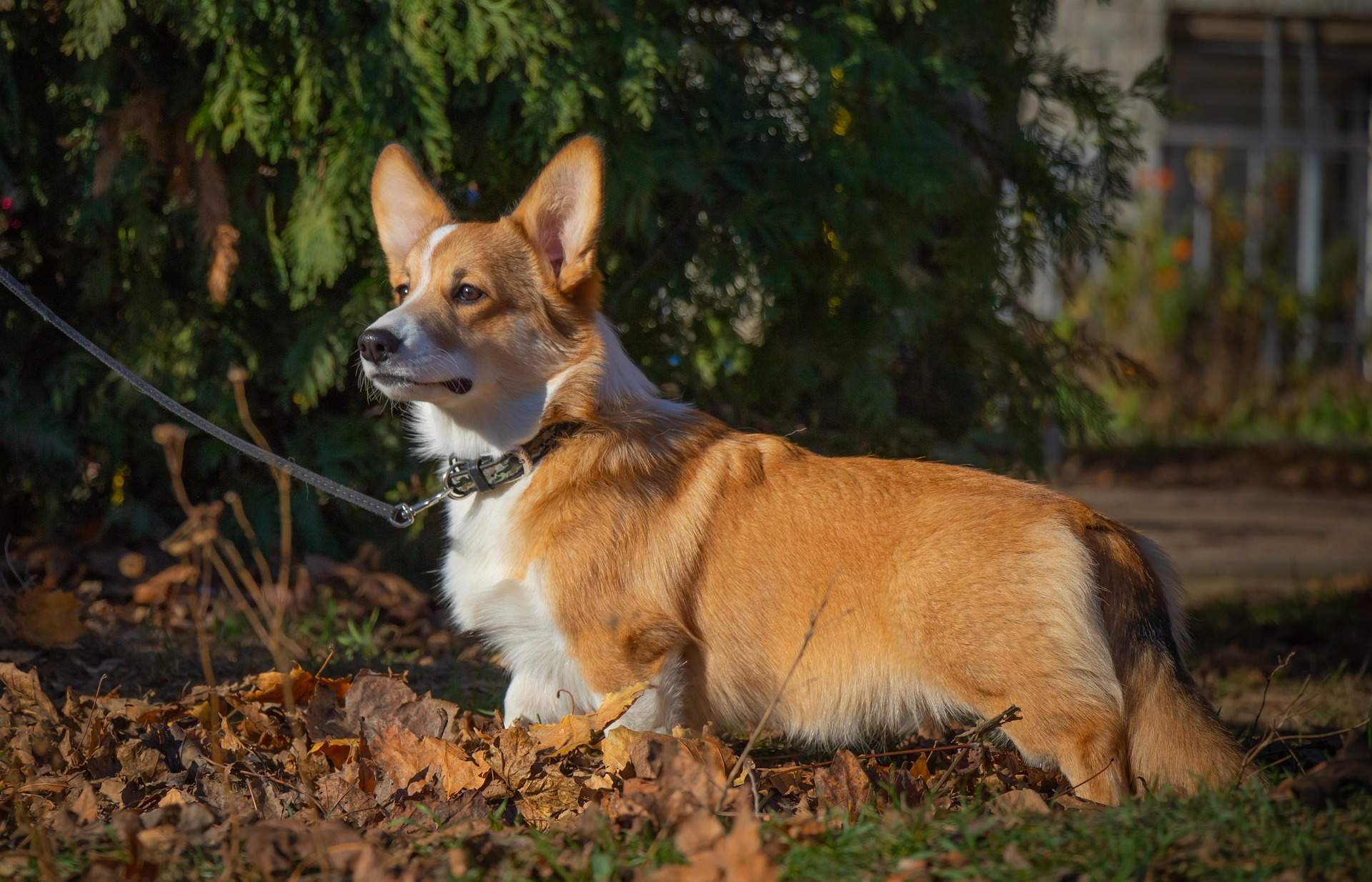 The Temperament Of A Welsh Corgi