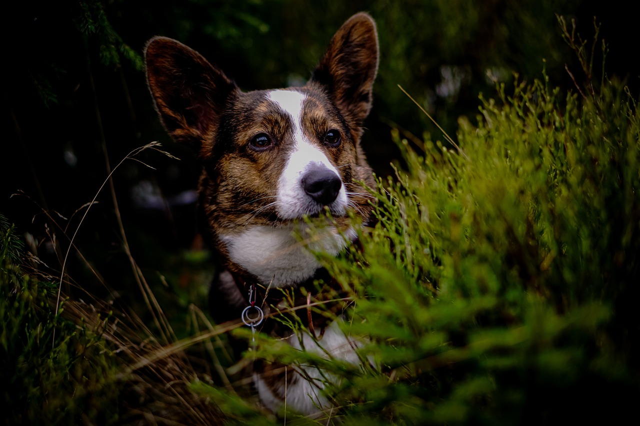 Navigating Travel with Your Assistance Dog