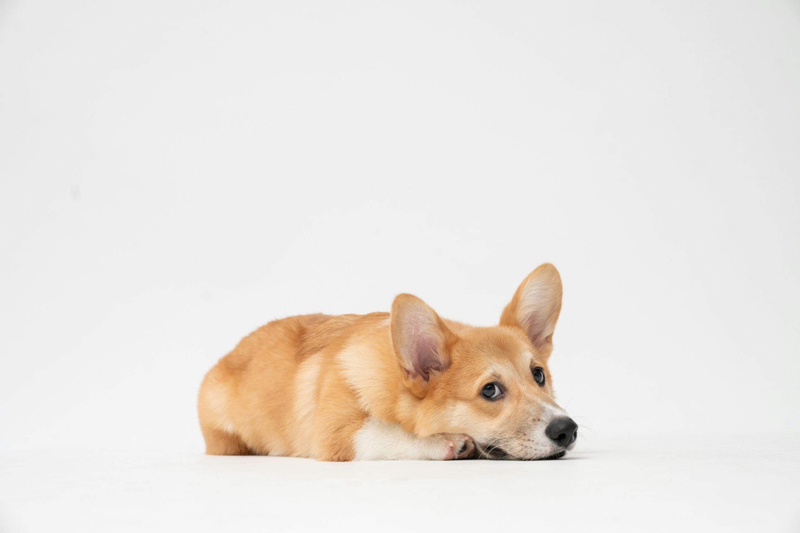 The Process of Certifying an Assistance Dog