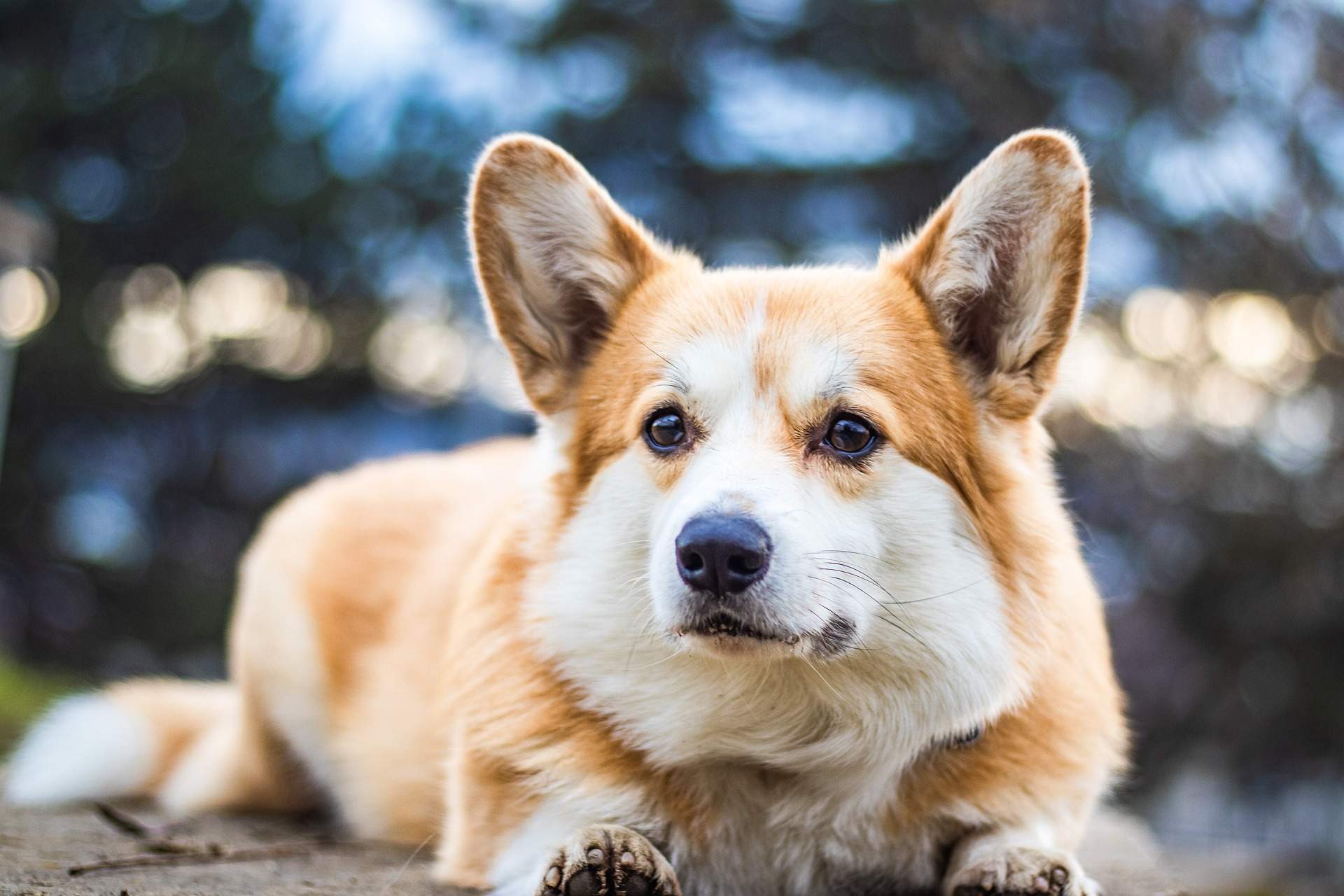First time Welsh Corgi owner, Read This