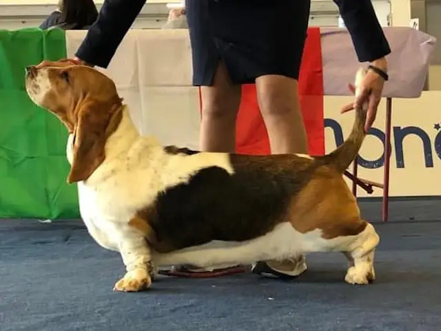 Basset Hound Femmina in posa a un esposizione canina