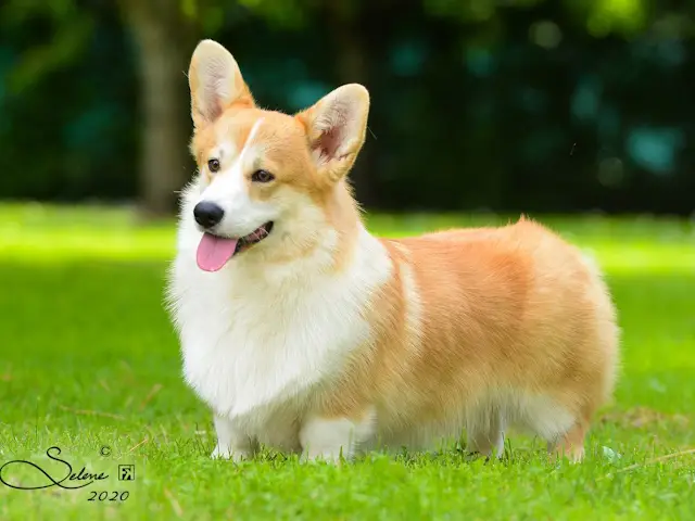 Poker, maschio di Welsh Corgi Pembroke Born in Bentivoglio