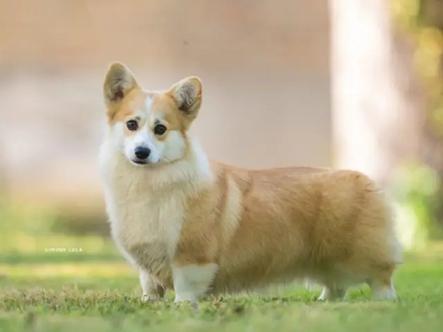 Temby, femmina di Welsh Corgi Pembroke Born in Bentivoglio