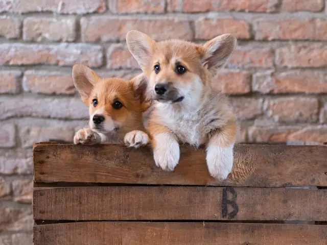 Due cuccioli di Welsh Corgi Pembroke escono da una cassetta di legno