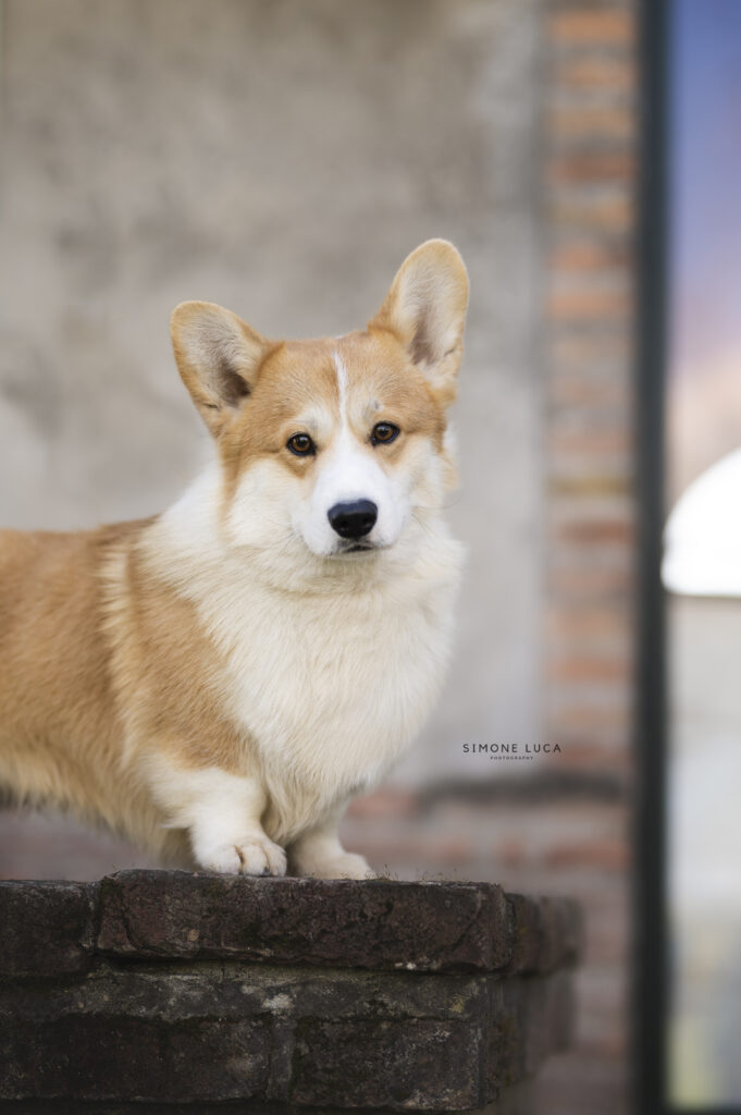 Welsh Corgi Pembroke Born in Bentivoglio Poker Face in posa