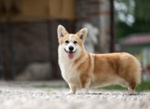 Welsh Corgi Pembroke femmina Born in Bentivoglio Dragonfly
