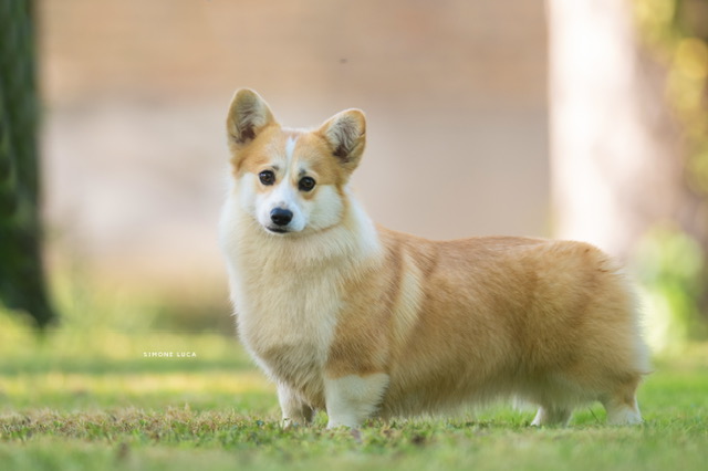 Welsh Corgi Pembroke femmina Born in Bentivoglio Temby