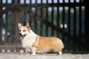 Welsh Corgi Pembroke maschio Born in Bentivoglio Malandrino