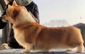 Welsh Corgi Pembroke femmina Nemaira Cherry Blossom Bentivoglio