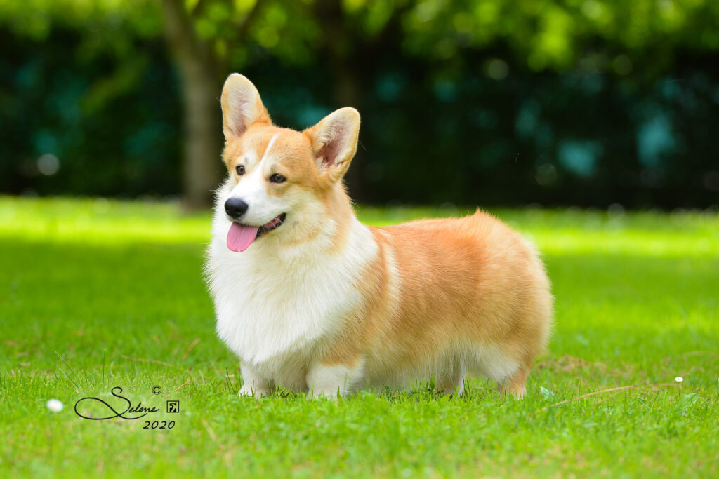Welsh Corgi Pembroke maschio Born in Bentivoglio Poker face