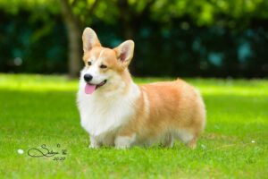 Welsh Corgi Pembroke maschio Born in Bentivoglio Poker face