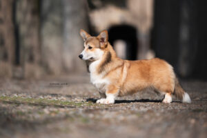 Welsh Corgi Pembroke maschio Pride Soul of Asian