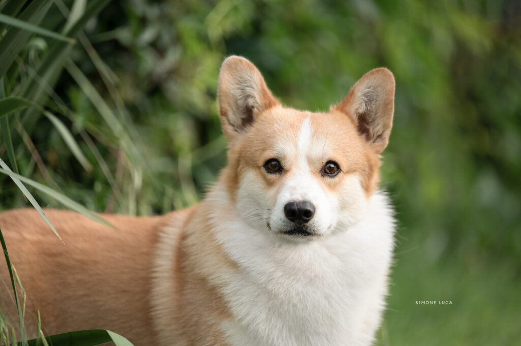 Welsh Corgi Pembroke Born in Bentivoglio Malndrino attento