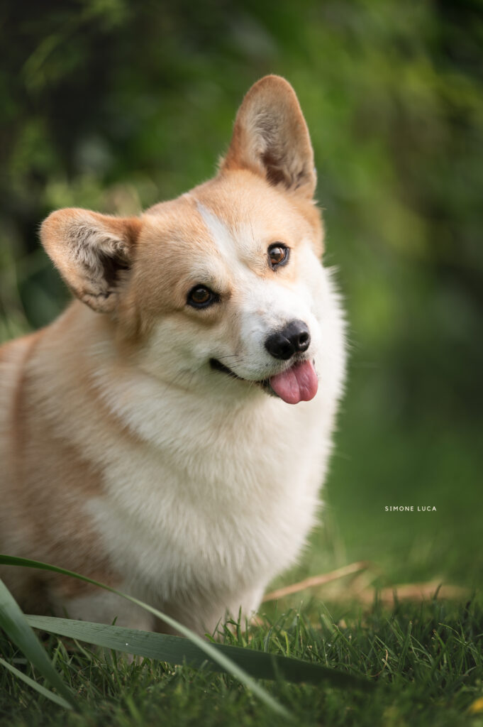 Welsh Corgi Pembroke Born in Bentivoglio Malndrino musetto tenero