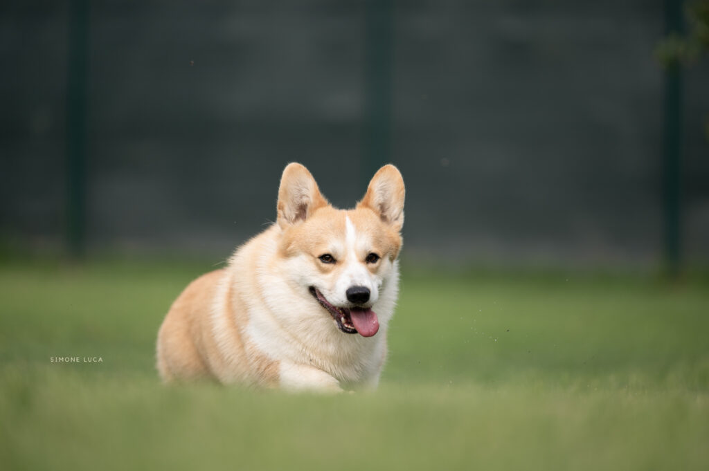 Welsh Corgi Pembroke Born in Bentivoglio Malndrino corre in un campo