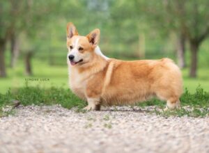 Welsh Corgi Pembroke Maschio Zeus N/B Pems Passion