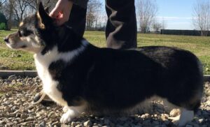Welsh Corgi Pembroke Born in Bentivoglio Coco Chanel