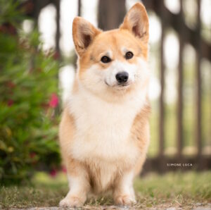 Welsh Corgi Pembroke femmina Wallfugh Kina at Pems