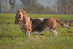 A basset hound standing in a sunlit grassy field, looking at the camera with its long ears hanging down.